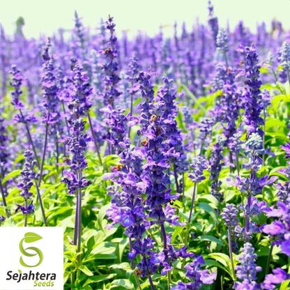 Hyssop Seeds 500+ | Common Herb Heirloom Perennial NON-GMO USA