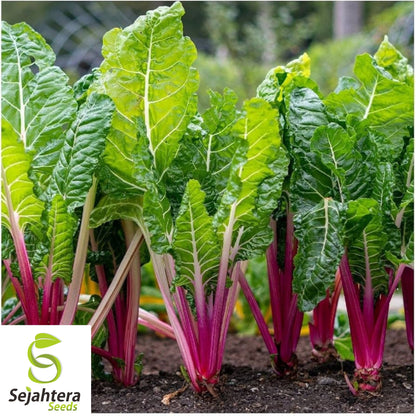 100 Pink Lipstick Swiss Chard Seeds - Heirloom, Non-GMO Vegetable Garden
