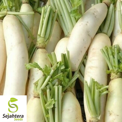 Daikon Radish Seeds 200 Ct | Japanese Minowase Vegetable NON-GMO USA