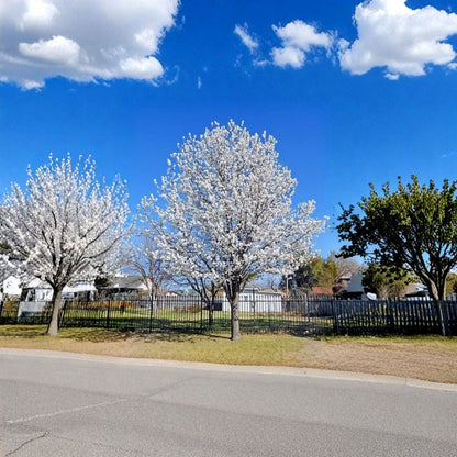 Bradford Pear – Pyrus calleryana 10 Fresh Seeds | Ornamental Flowering Tree  Fast Growing | Showy White Blooms | Fall Color