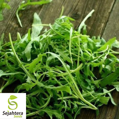 1000+ Rocket Arugula Seeds (Eruca sativa) - Non-GMO, Peppery & Fast-Growing