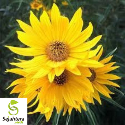 Maximilian Sunflower Seeds - 100+ Heirloom - Tall, Perennial & Non-GMO