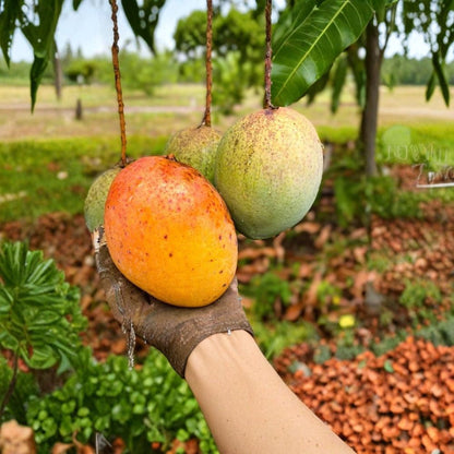 Coconut Cream Mango Tree – Mangifera indica Live Grafted Tree | USDA Certified | Rare Premium Variety  True-to-Type Fruit | Early Bearing | Tropical Collector Favorite