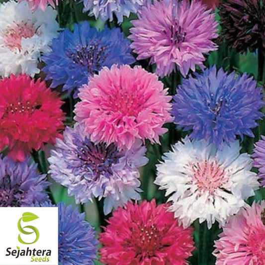 Bachelor Button Polka Dot Mix Seeds 250+ | Colorful Wildflower USA