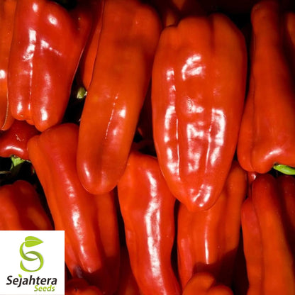 25 Big Red Pepper Seeds - Non-GMO, Sweet & Crisp Bell Peppers