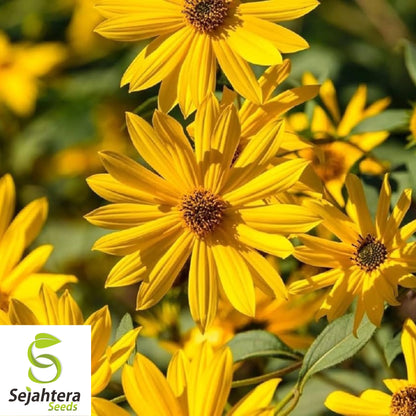 Maximilian Sunflower Seeds - 100+ Heirloom - Tall, Perennial & Non-GMO