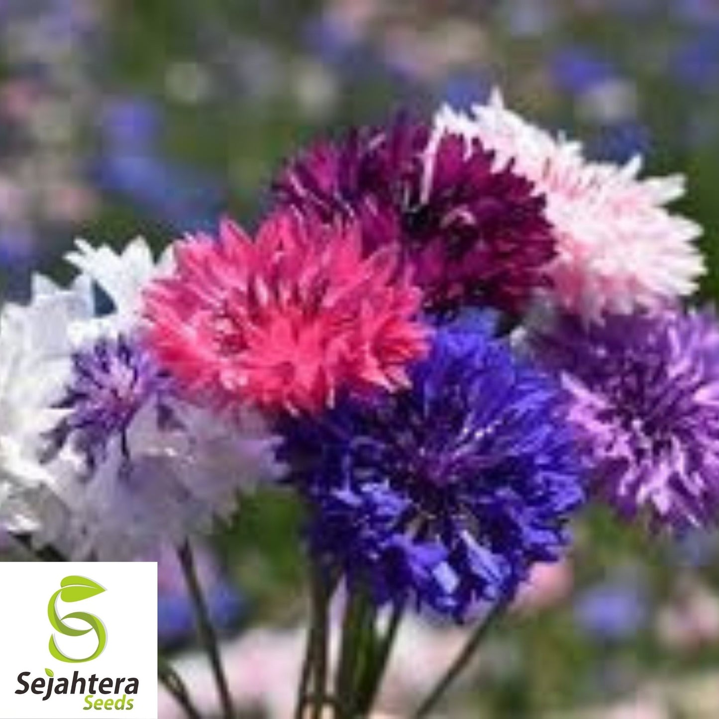 Bachelor Button Polka Dot Mix Seeds 250+ | Colorful Wildflower USA