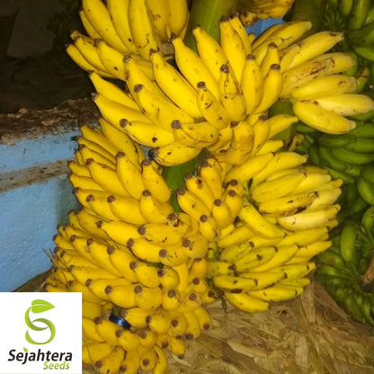 Dwarf Banana Tree Seeds {Musa x paradisiaca} Organic 5 Seeds