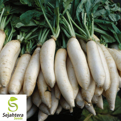 Daikon Radish Seeds 200 Ct | Japanese Minowase Vegetable NON-GMO USA