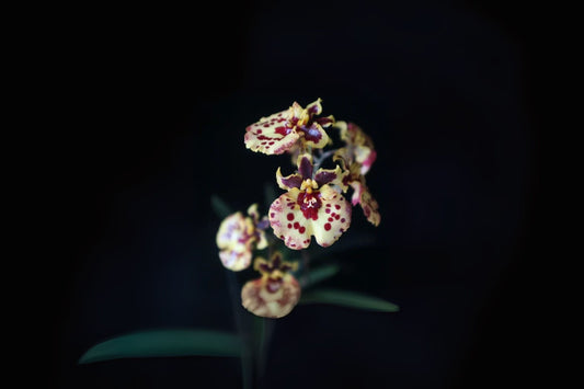 Tolumnia Orchid in 3" Pot - Jairak Firm ‘Ladybug’ - Vibrant Red & Pink Blooms - Oncidium Hybrid - USA Grown