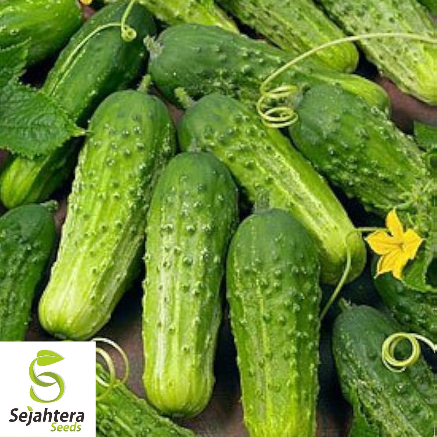 Boston Pickling Cucumber Seeds - 100+ Heirloom, Non-GMO, Crisp & High-Yield