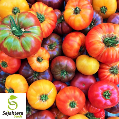 Rainbow Beefsteak Mix Tomato Seeds - 10+ Heirloom, Organic, Non-GMO & Fresh