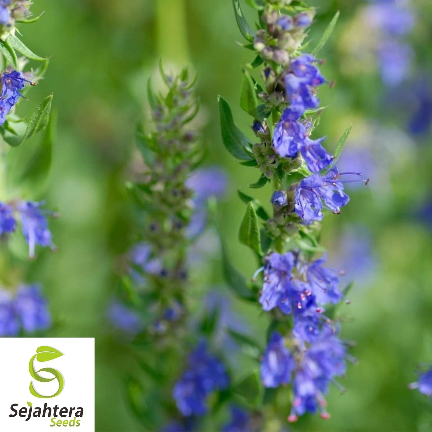 Hyssop Seeds 500+ | Common Herb Heirloom Perennial NON-GMO USA