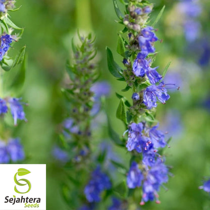 Hyssop Seeds 500+ | Common Herb Heirloom Perennial NON-GMO USA