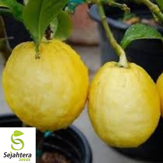 Citron Seeds {Citrus medica} Organic Fragrant | Heirloom 5 Seeds