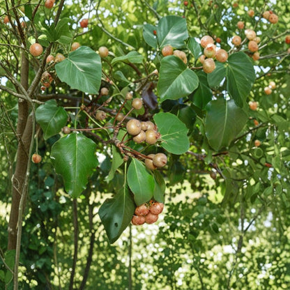 Bradford Pear – Pyrus calleryana 10 Fresh Seeds | Ornamental Flowering Tree  Fast Growing | Showy White Blooms | Fall Color