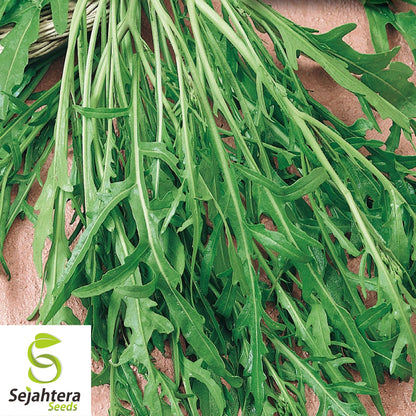 1000+ Rocket Arugula Seeds (Eruca sativa) - Non-GMO, Peppery & Fast-Growing