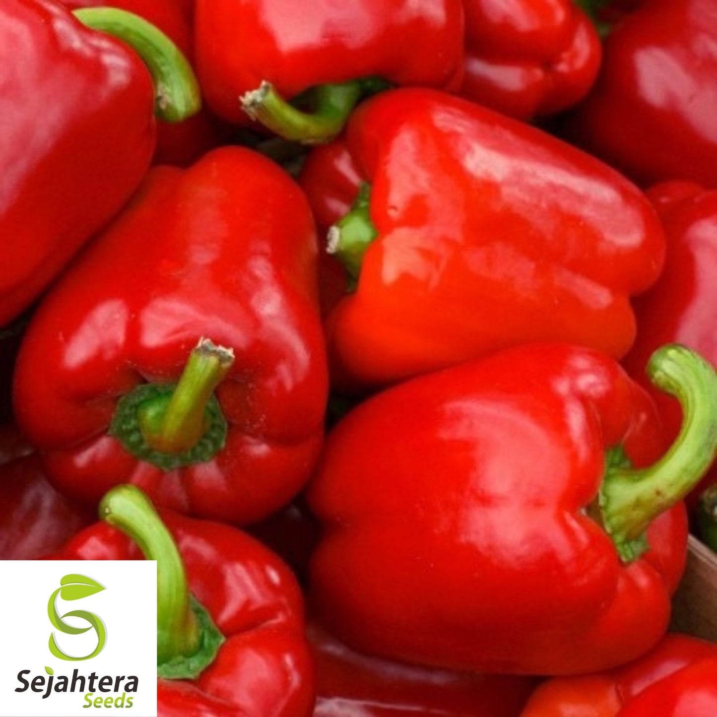 25 Big Red Pepper Seeds - Non-GMO, Sweet & Crisp Bell Peppers