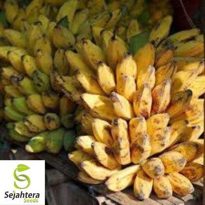 Dwarf Banana Tree Seeds {Musa x paradisiaca} Organic 5 Seeds