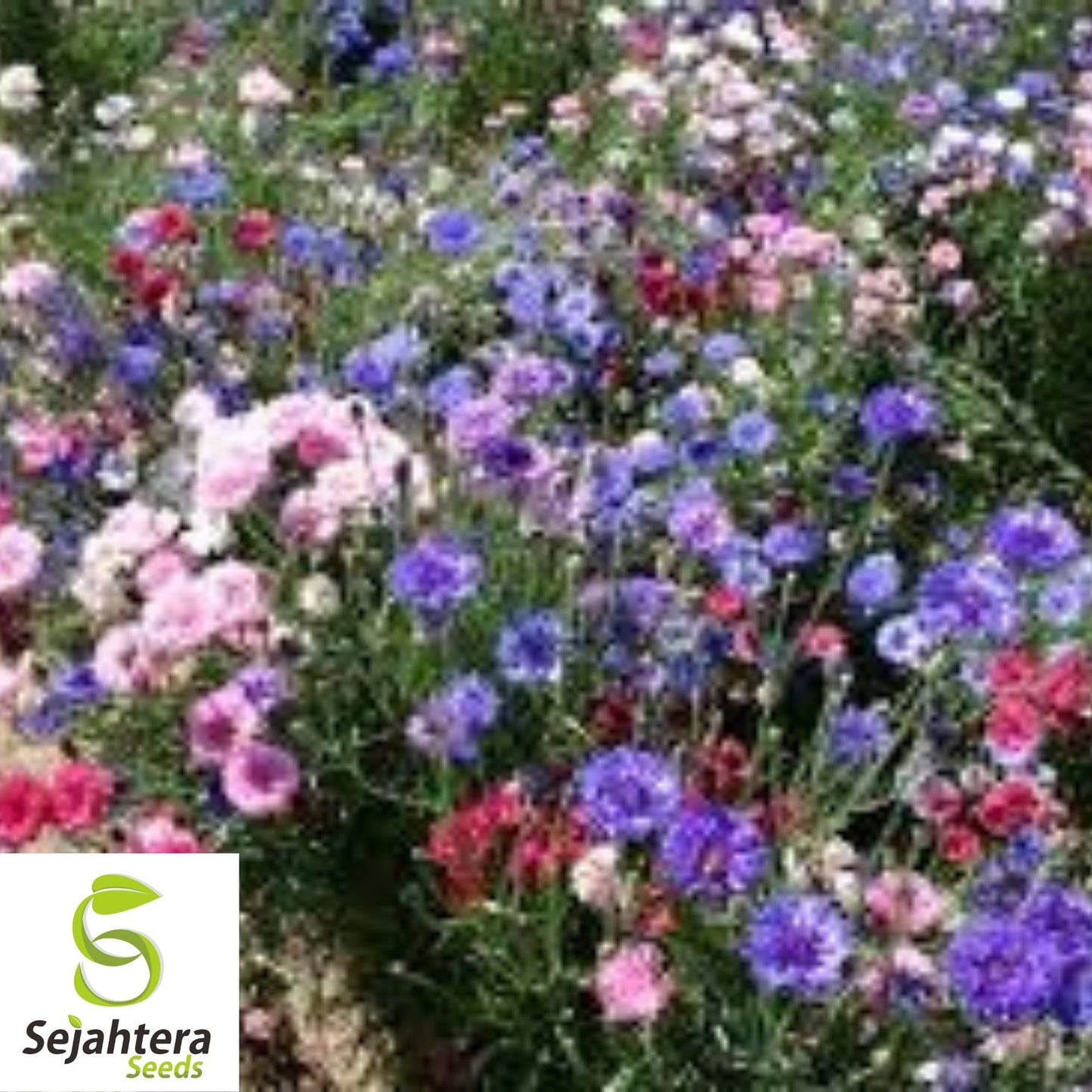 Bachelor Button Polka Dot Mix Seeds 250+ | Colorful Wildflower USA