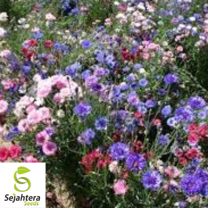 Bachelor Button Polka Dot Mix Seeds 250+ | Colorful Wildflower USA