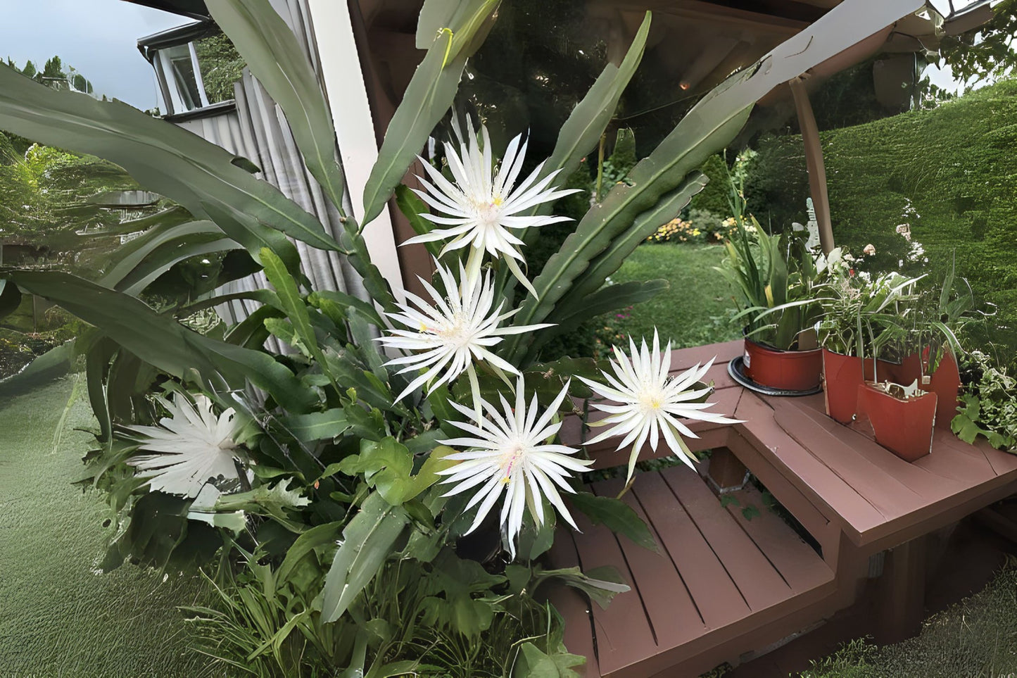 Epiphyllum Hookeri Potted Plant 6" - Unique Orchid Cactus - Thriving Indoor Plant for Your Home or Garden
