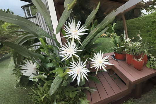 Epiphyllum Hookeri Potted Plant 6" - Unique Orchid Cactus - Thriving Indoor Plant for Your Home or Garden