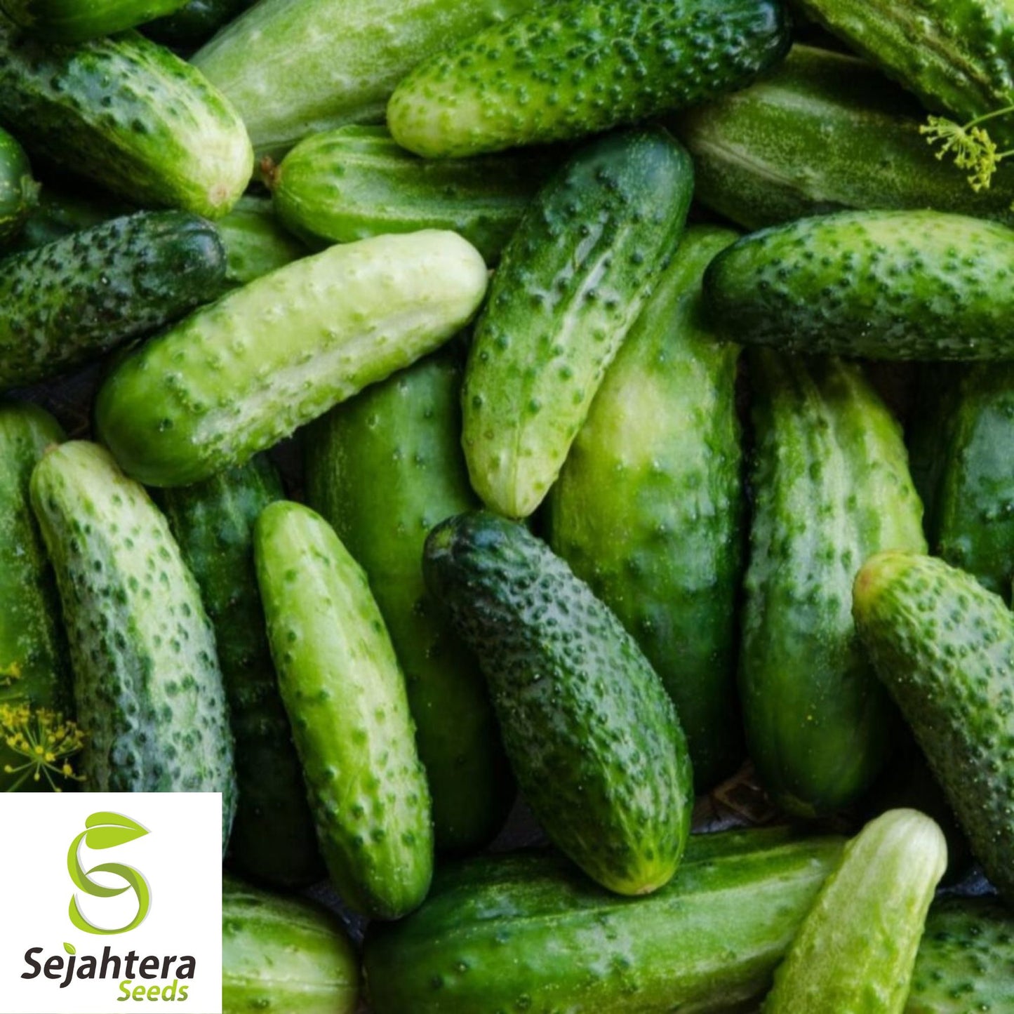 Boston Pickling Cucumber Seeds - 100+ Heirloom, Non-GMO, Crisp & High-Yield