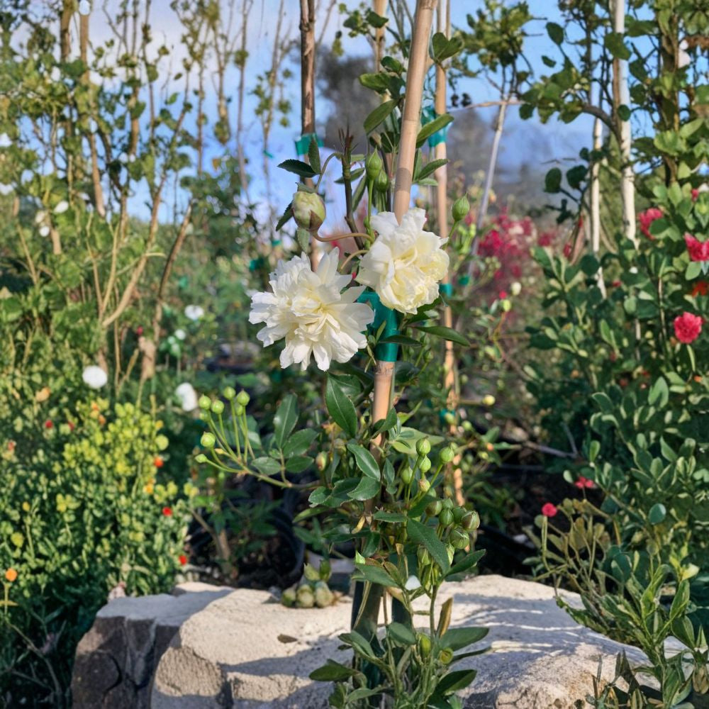 White Climbing Rose – Rosa banksiae ‘Alba Plena’ Live Climbing Rose | 2 Feet Tall | Ships in 1 Gallon Pot  Fragrant White Clusters | Vigorous Vine | Spring Bloomer