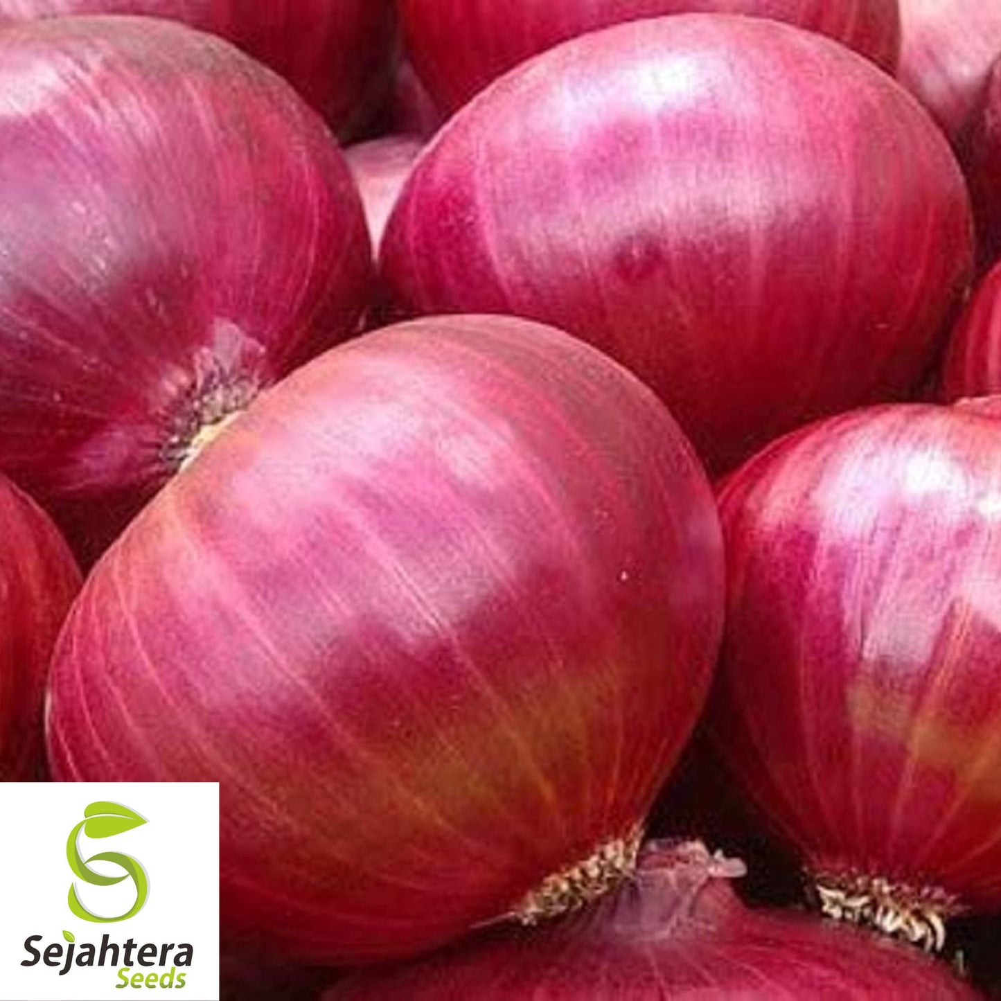 200+ Red Creole Onion Seeds - Short Day, Spicy Cajun Vegetable, Non-GMO