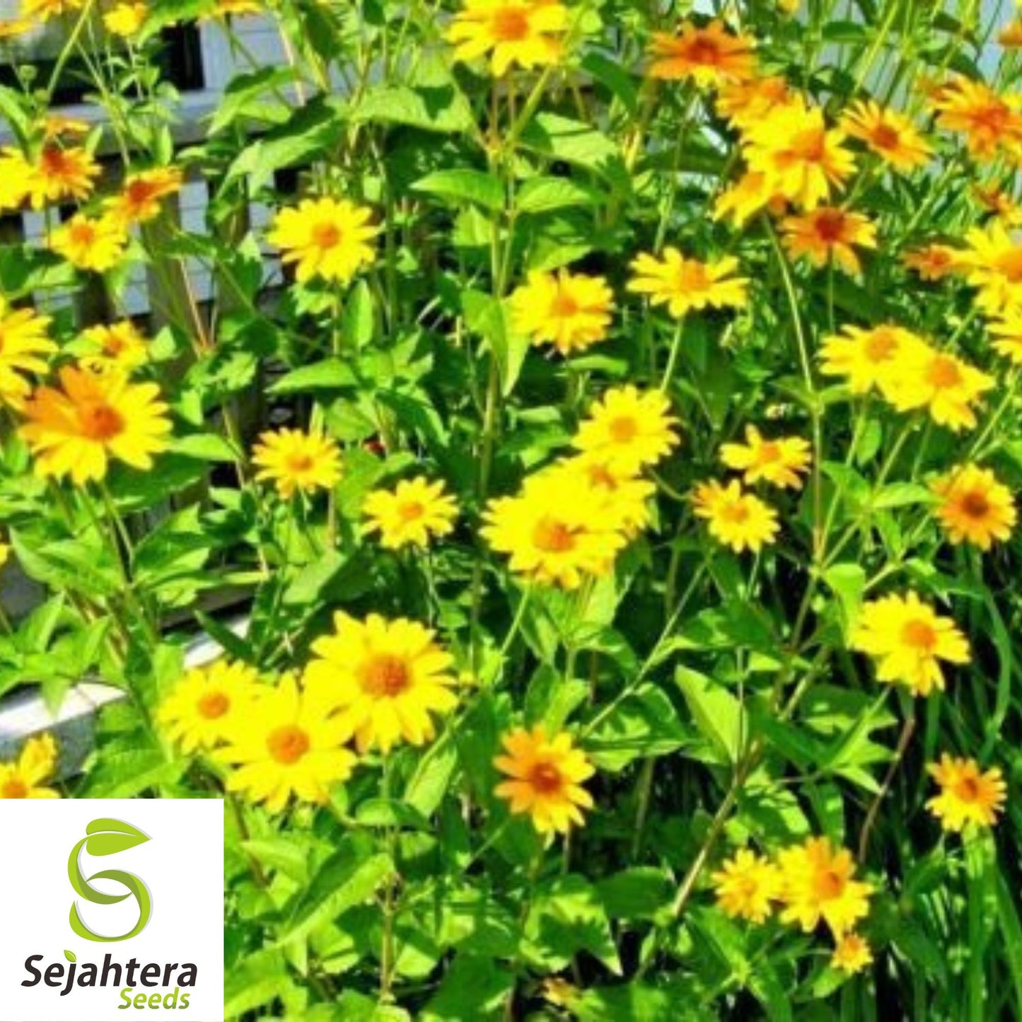 Maximilian Sunflower Seeds - 100+ Heirloom - Tall, Perennial & Non-GMO