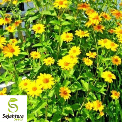 Maximilian Sunflower Seeds - 100+ Heirloom - Tall, Perennial & Non-GMO