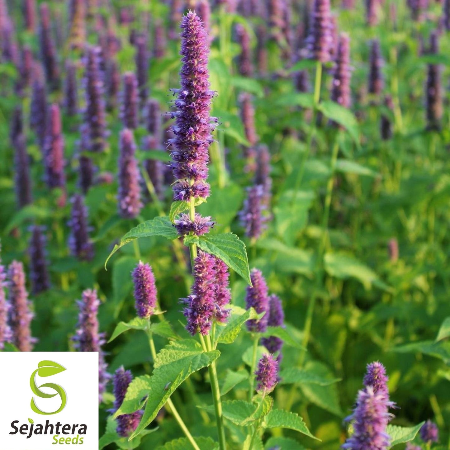 Hyssop Seeds 500+ | Common Herb Heirloom Perennial NON-GMO USA