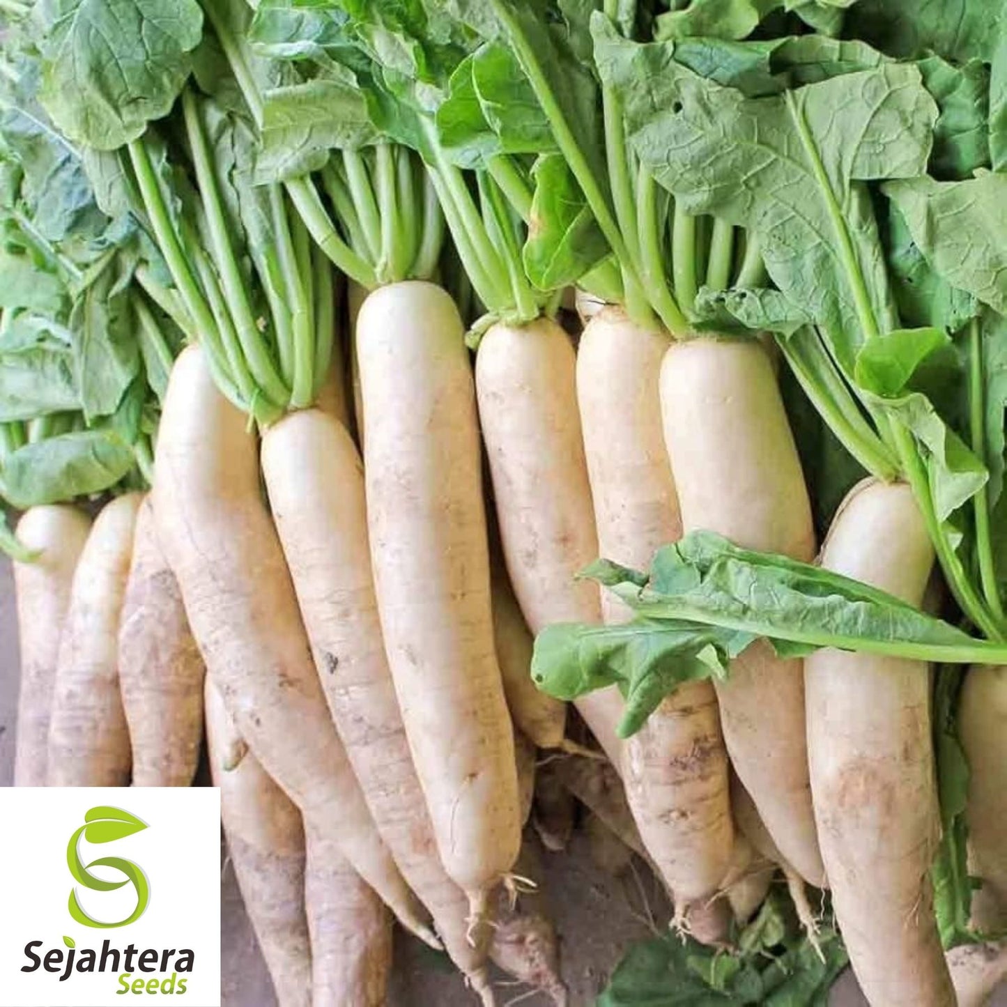 Daikon Radish Seeds 200 Ct | Japanese Minowase Vegetable NON-GMO USA