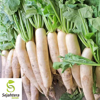 Daikon Radish Seeds 200 Ct | Japanese Minowase Vegetable NON-GMO USA