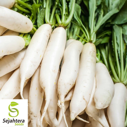 Daikon Radish Seeds 200 Ct | Japanese Minowase Vegetable NON-GMO USA