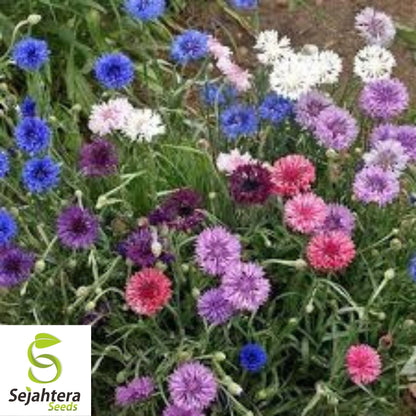 Bachelor Button Polka Dot Mix Seeds 250+ | Colorful Wildflower USA