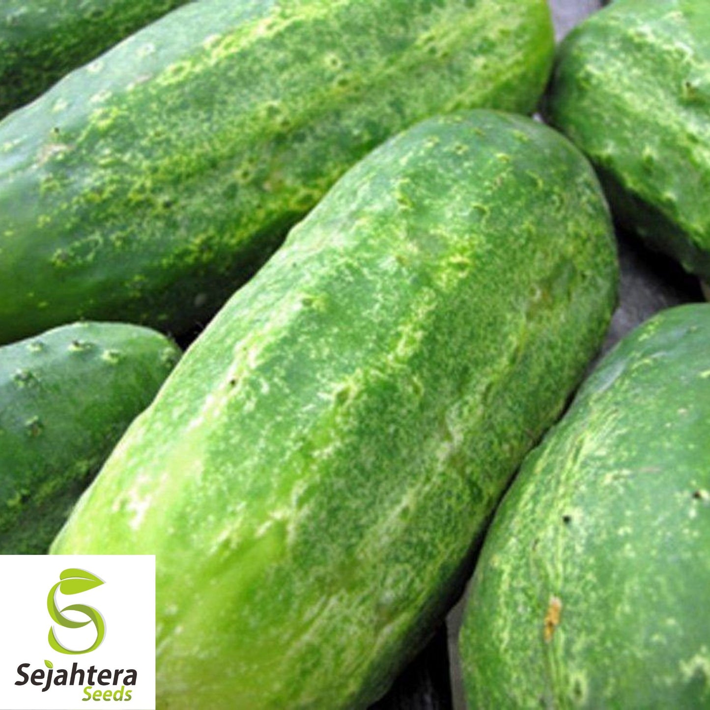 Boston Pickling Cucumber Seeds - 100+ Heirloom, Non-GMO, Crisp & High-Yield