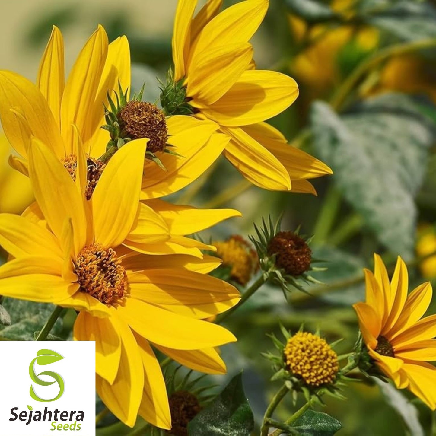 Maximilian Sunflower Seeds - 100+ Heirloom - Tall, Perennial & Non-GMO