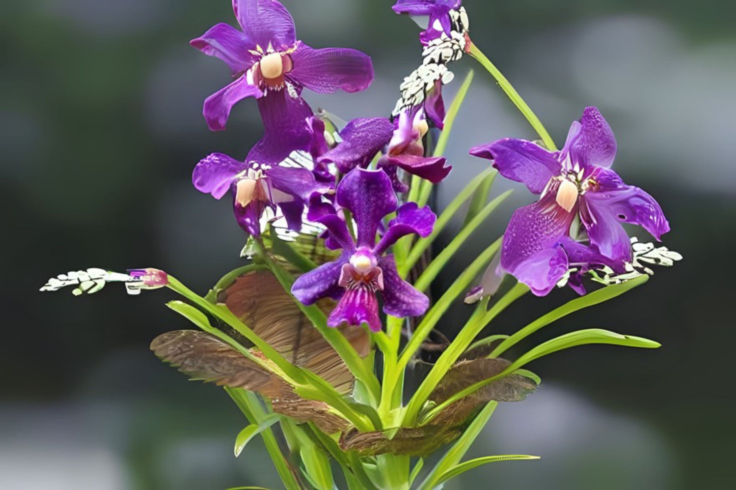 Vanda Orchid Plant - Chaopraya Violet - Lime Green Flowers with White Lip - Vanda spp. - Easy Care, Year-Round Bloomer