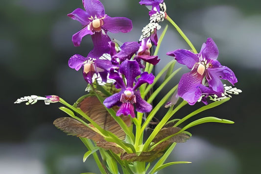Vanda Orchid Plant - Chaopraya Violet - Lime Green Flowers with White Lip - Vanda spp. - Easy Care, Year-Round Bloomer