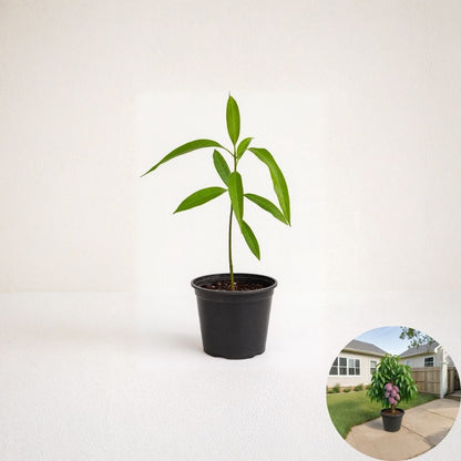 Palmer Mango Tree – Mangifera indica Live Seedling | USDA Certified | Tropical Starter Plant  Large Sweet Fruit Lineage | Vigorous Growth | Collector Favorite