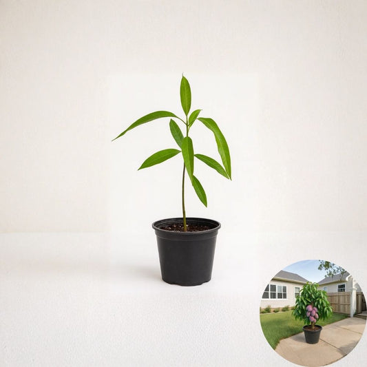 Palmer Mango Tree – Mangifera indica Live Seedling | USDA Certified | Tropical Starter Plant  Large Sweet Fruit Lineage | Vigorous Growth | Collector Favorite