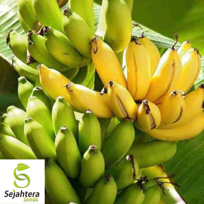 Dwarf Banana Tree Seeds {Musa x paradisiaca} Organic 5 Seeds