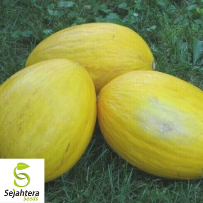 Crenshaw Melon Seeds 50+ | Heirloom NON-GMO Sweet Cantaloupe Fruit USA