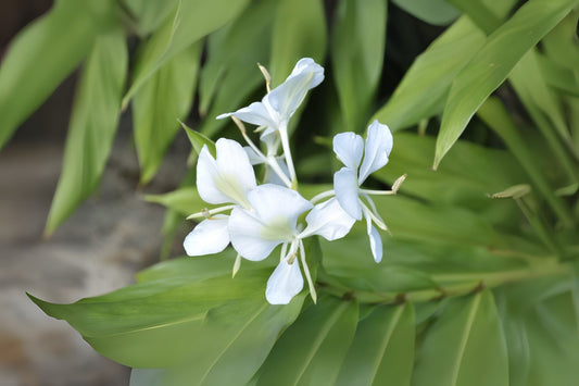 White Butterfly Ginger Rhizomes - 2 Live Plants, Hedychium Coronarium, Very Fragrant, Tropical Ginger, Attracts Pollinators