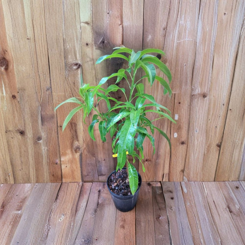 Orange Sherbet Mango Tree – Mangifera indica Grafted Live Tree | 2–4 Feet Tall | 3-Gal Container  Sweet Citrus Flavor | Disease Resistant | Ships to All States