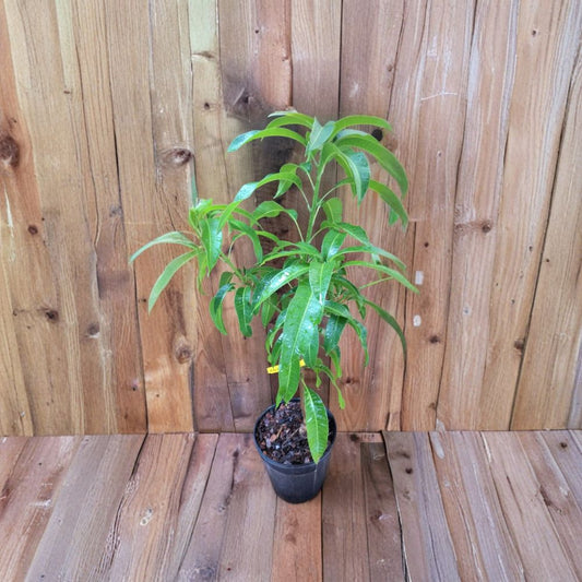 Orange Sherbet Mango Tree – Mangifera indica Grafted Live Tree | 2–4 Feet Tall | 3-Gal Container  Sweet Citrus Flavor | Disease Resistant | Ships to All States