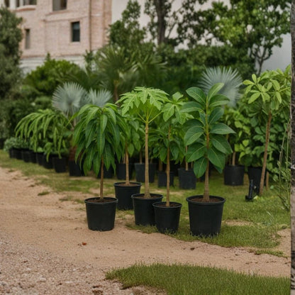 Thomson Red Avocado Tree – Persea americana Grafted Live Tree | 2–4 Feet Tall | 3-Gallon Container  Rare Zill Authentic Variety | Jamaican Origin | Collector-Grade Avocado