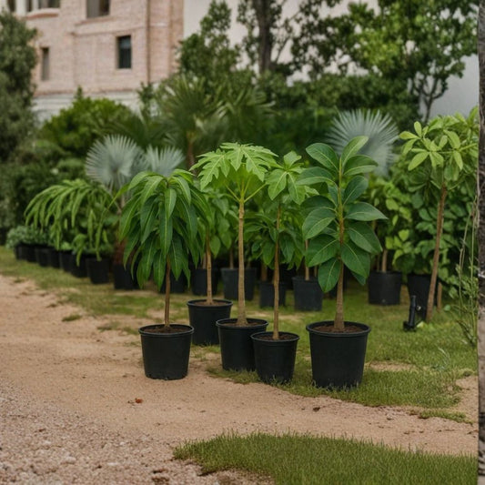 Thomson Red Avocado Tree – Persea americana Grafted Live Tree | 2–4 Feet Tall | 3-Gallon Container  Rare Zill Authentic Variety | Jamaican Origin | Collector-Grade Avocado